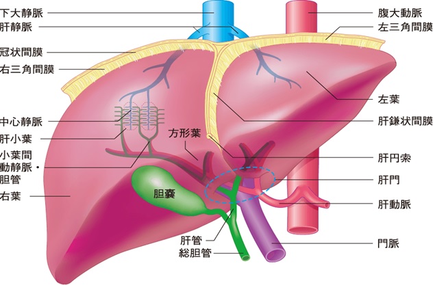 肝細胞がん 肝がん 肝臓がん 治療に役立つ知識と情報 漢方医学療法研究会