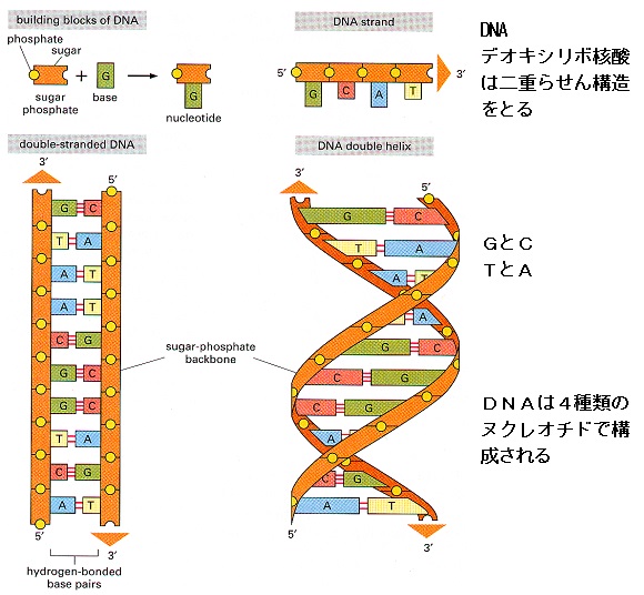 核内低分子リボ核タンパク質