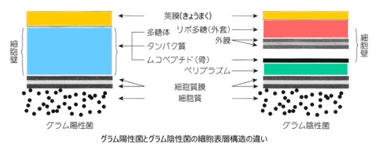 がんに関連する言葉の辞書ページ か行