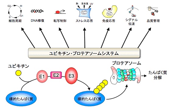 プロテアソームは 生命科学史上もっとも巨大で複雑な酵素複合体