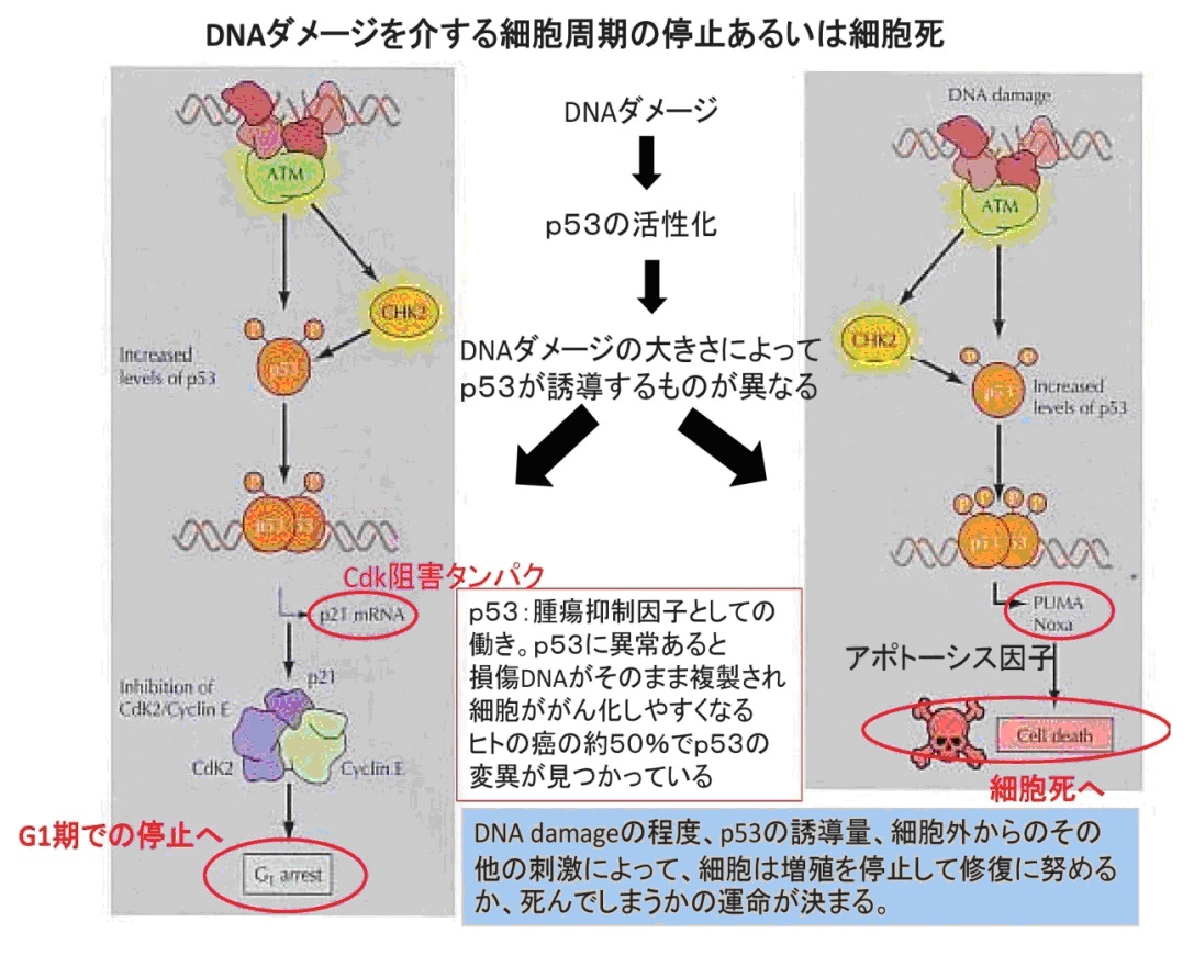 発がん（癌）と細胞周期チェックポイント