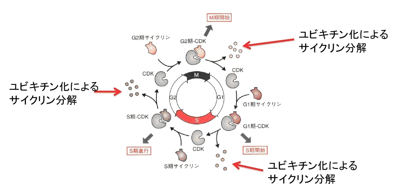 細胞周期とユビキチン プロテアソーム系 漢方医学療法研究会