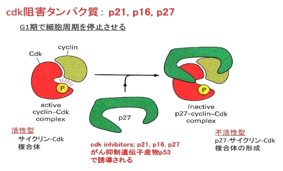 細胞周期とユビキチン プロテアソーム系 漢方医学療法研究会